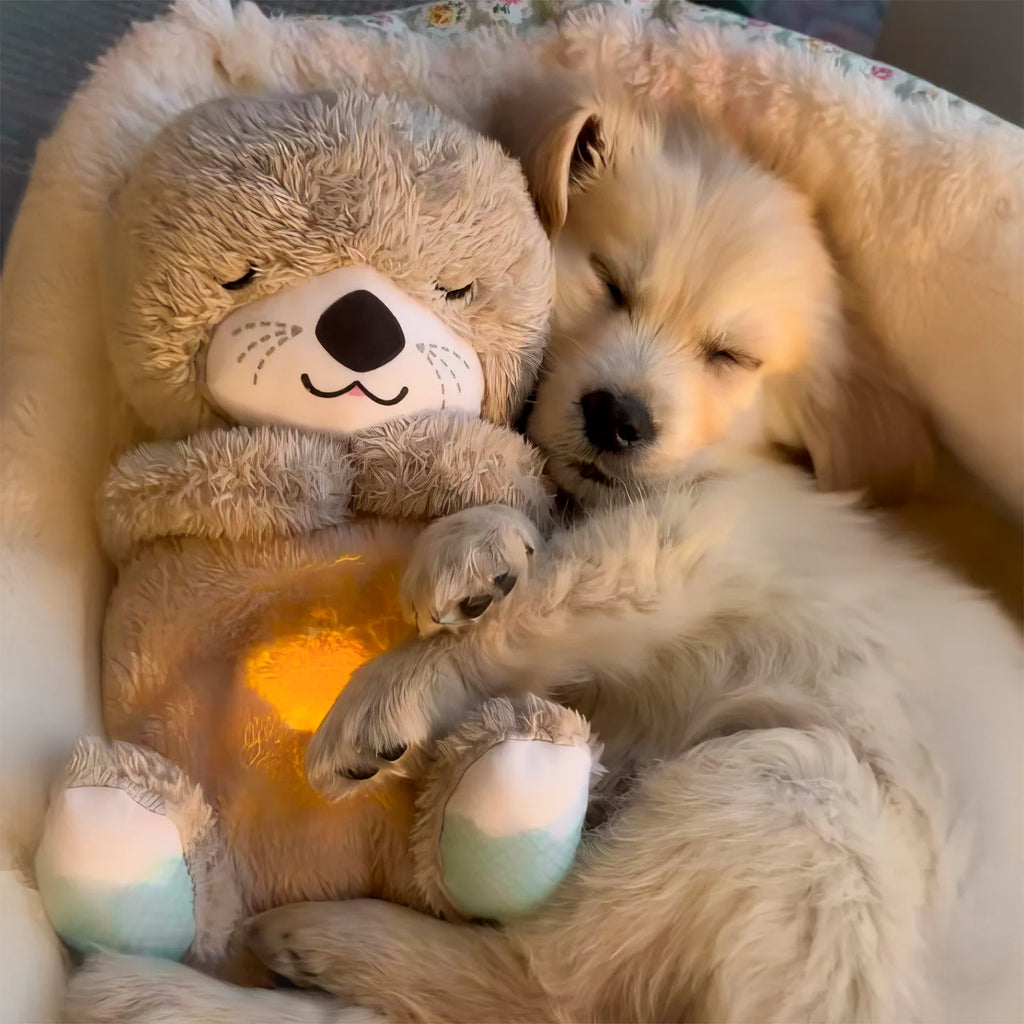 🧸 Dream Breath Soothing Teddy 🧸